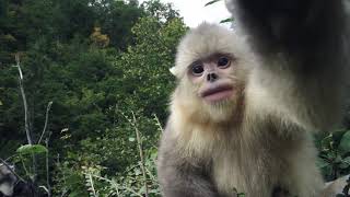 Back from the Brink: Saved from Extinction előzetes