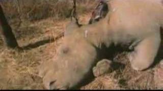 Call of Life: Facing the Mass Extinction előzetes