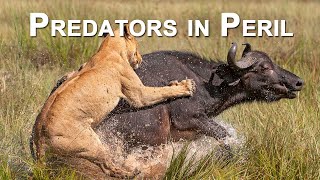 Predators in Peril előzetes