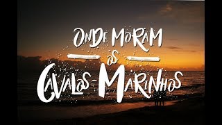 Onde Moram os Cavalos Marinhos előzetes
