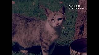 Confidenze di un gatto előzetes