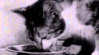 Kitty Cleans Up előzetes