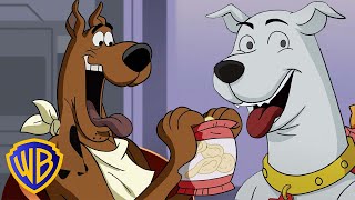 Scooby-Doo és Krypto előzetes