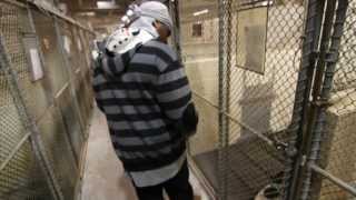 Mercy's Kennel előzetes