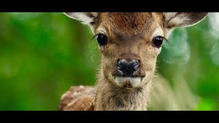 Bambi – Egy élet az erdőben előzetes