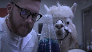 Alpacalypse előzetes