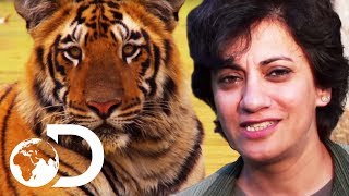 The Last Maneater: Killer Tigers of India előzetes