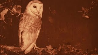 Les oiseaux chez eux előzetes
