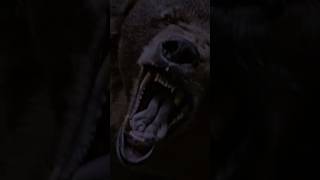 Grizzly Night előzetes