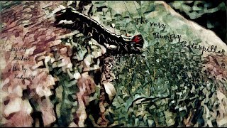 The Very Hungry Caterpillar előzetes