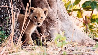 Katavi Africa's Fallen Paradise előzetes