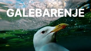 Galebarenje előzetes