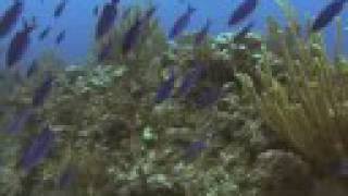 Ocean Odyssey előzetes