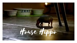 North American House Hippo előzetes