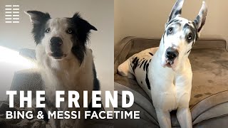 The Friend előzetes