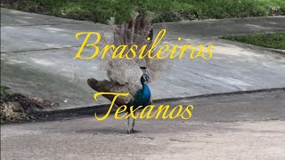 Brasileiros Texanos előzetes