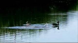 Birdie and Bogey előzetes