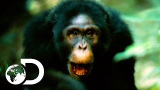 Rise of the Warrior Apes előzetes