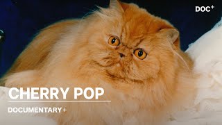 Cherry Pop előzetes