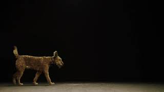 Hund und Mensch: Das Geheimnis einer Freundschaft előzetes