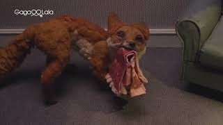 Dragfox előzetes