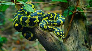 Australia: The Wild Top End előzetes