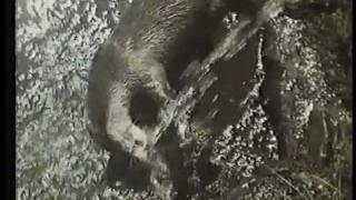 Tarka the Otter előzetes