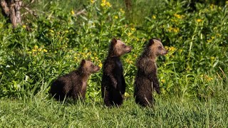 Amur: Asiens Amazonas előzetes