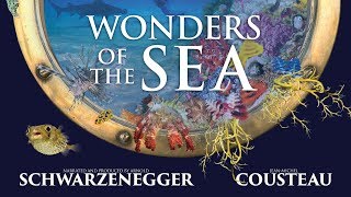 Wonders of the Sea 3D előzetes