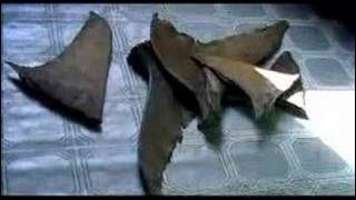 Sharkwater előzetes