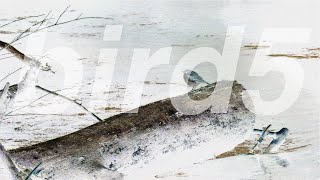 bird5.mp4 előzetes