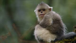Rare Survivors: China's Iconic Wildlife előzetes