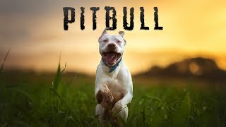 Pitbull előzetes