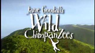 Jane Goodall's Wild Chimpanzees előzetes