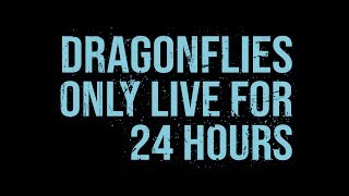Dragonfiles Only Live for 24 Hours előzetes