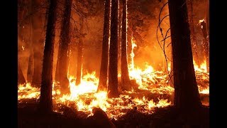 Wilder than Wild: Fire, Forests, and the Future előzetes