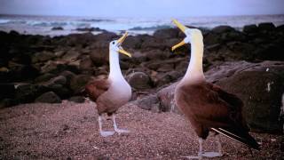 Galapagos 3D: Nature's Wonderland előzetes
