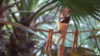 First Flight: A Mother Hummingbird's Story előzetes
