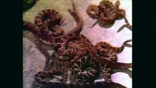 Rattlers előzetes