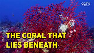 Saving the Hidden Coral of the Mediterranean előzetes