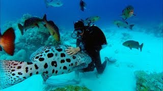Sharkwater előzetes