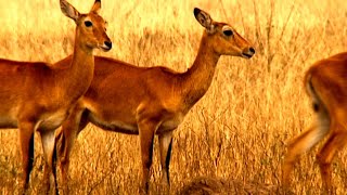 Out in Nature: Homosexual Behaviour in the Animal Kingdom előzetes