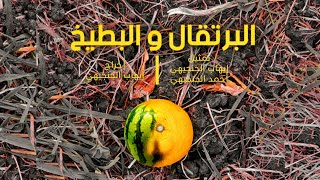 البرتقال و البطيخ előzetes