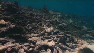 The Last Reef: Cities Beneath the Sea előzetes
