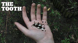 THE TOOTH előzetes