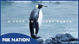 A Year on Planet Earth előzetes