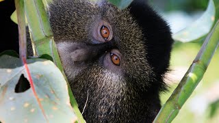Escape from Extinction: Rewilding előzetes