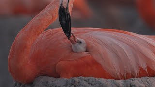 Flamingos: La vida después del meteorito előzetes