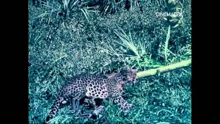 Chasse à la panthère előzetes