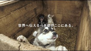 犬と戦争: ウクライナで私が見たこと előzetes